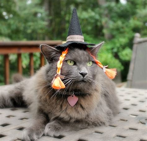 Braided kitty witch hat